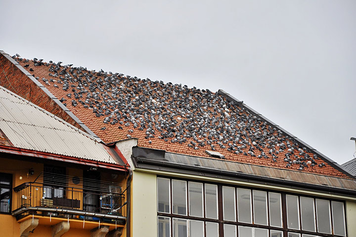 A2B Pest Control are able to install spikes to deter birds from roofs in Southwark. 