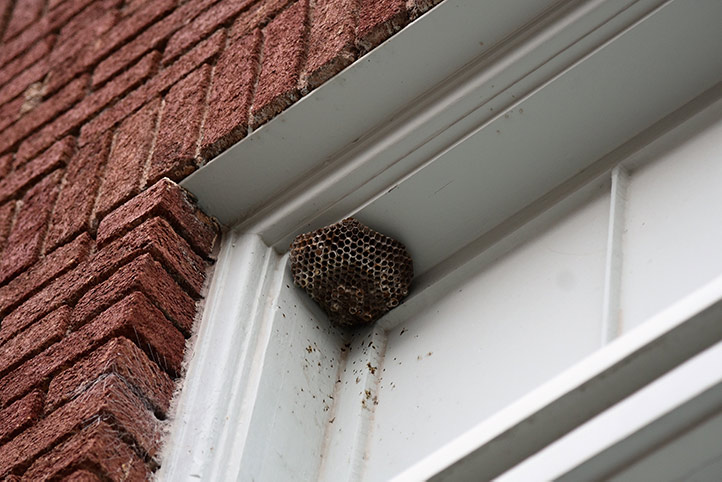 We provide a wasp nest removal service for domestic and commercial properties in Southwark.